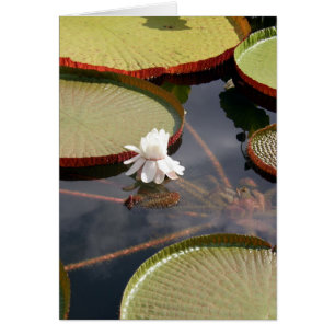 card - Giant Lilypads & White Water Lily