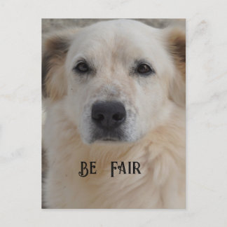 Card, Golden Retriver Postcard