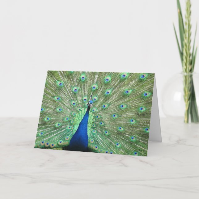 Card - greeting - Peacock Tail Feathers (Front)