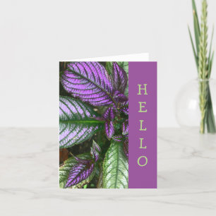 CARD,"HELLO" PLANT/PURPLE AND GREEN/PERSIAN SHIELD CARD
