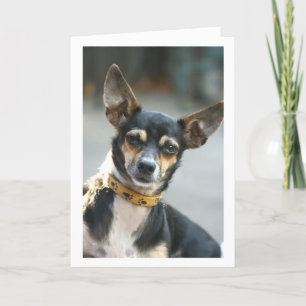 Card, Kiss my Nose, Chihuahua Card
