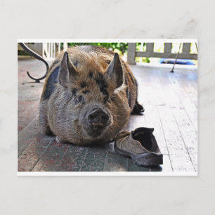 Card. Kunekune Pig. Resting on porch. Postcard