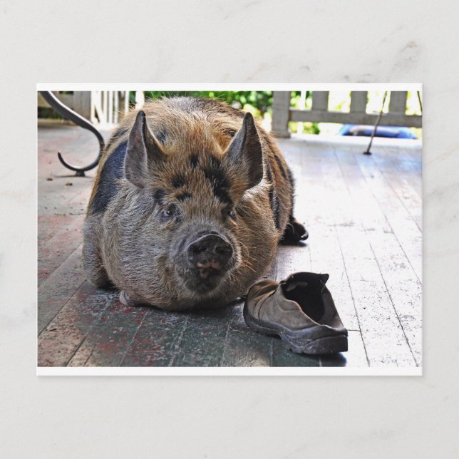 Card. Kunekune Pig.  Resting on porch. Postcard (Front)