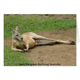 Card Male Kangaroo Reclining! Australia