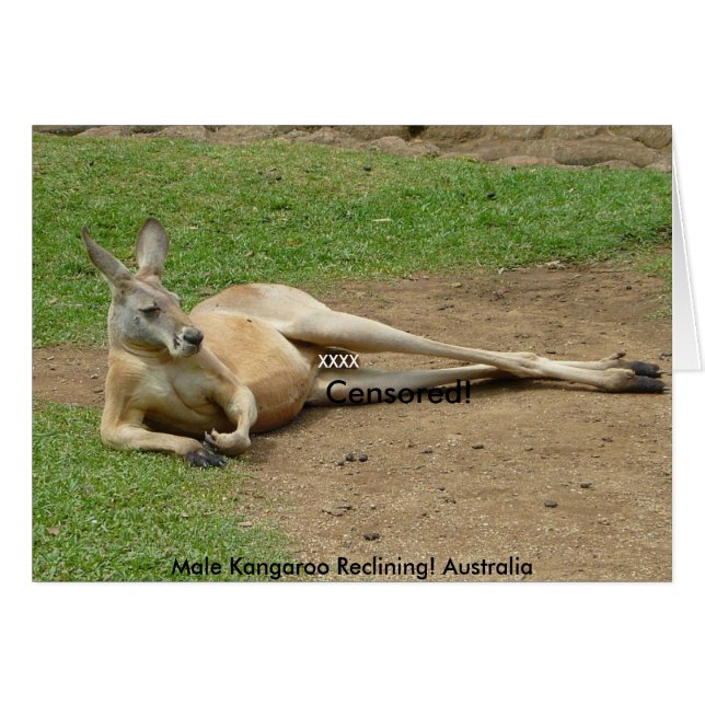 Card Male Kangaroo Reclining! Australia (Front Horizontal)