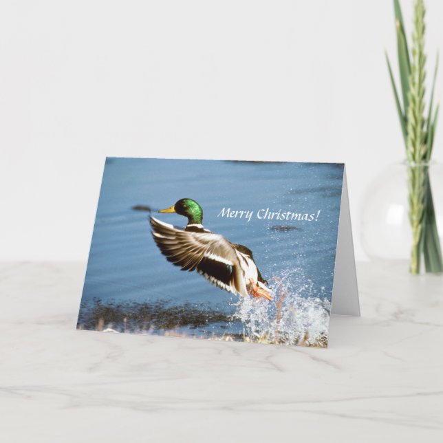 Card / Mallard Duck (Front)