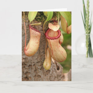 Card of Carnivorous Plant