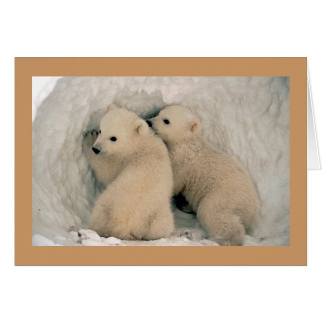 Card / Polar Bear Cubs (Front Horizontal)