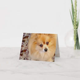 Card | Pomeranian Birthday Card