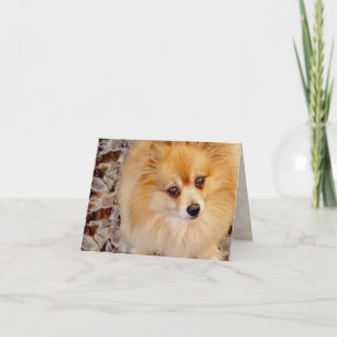 Card Pomeranian Birthday Card