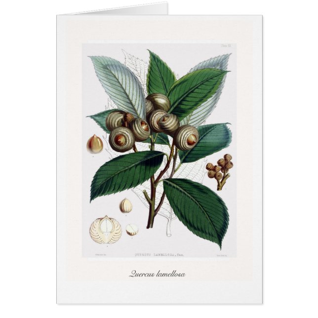 Card-Quercus lamellosa (Front)