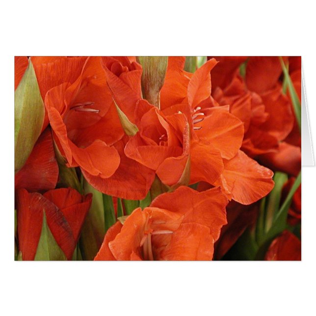 Card, "Red  Glads # 1" (Front Horizontal)
