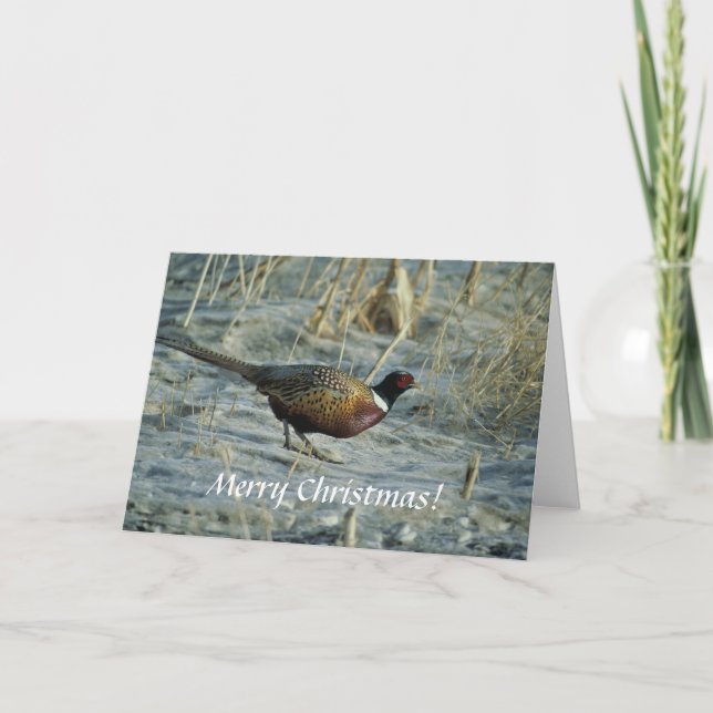 Card / Ring-necked Pheasant / Merry Christmas! (Front)