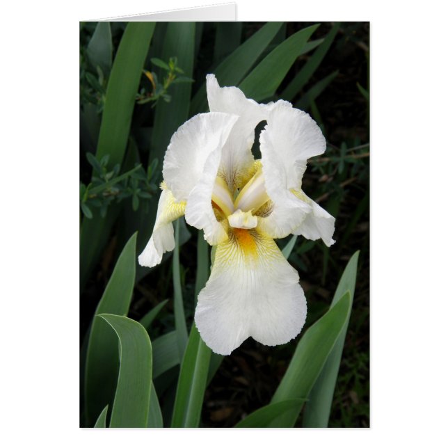 card - White Iris (Front)