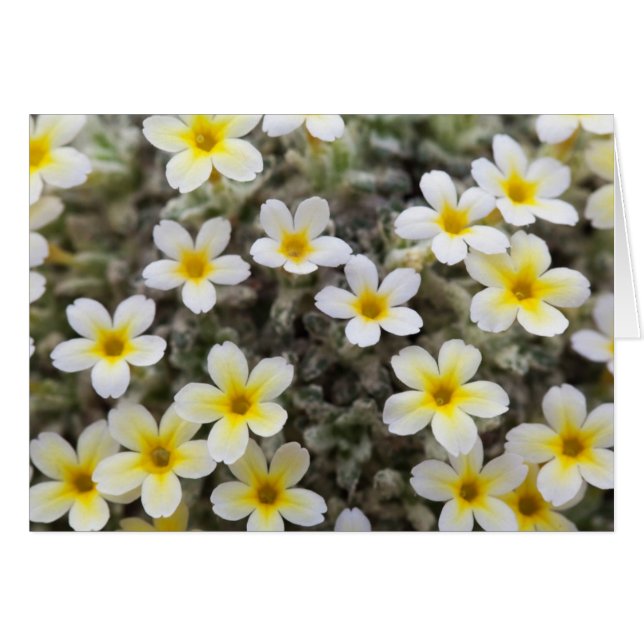 Card with Flowers (Front Horizontal)