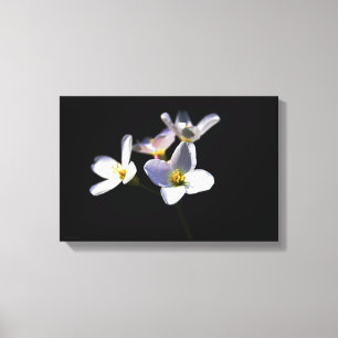 Cardamine Pratensis 16.50x11 (41.25x27.5cm) waccn Canvas Print