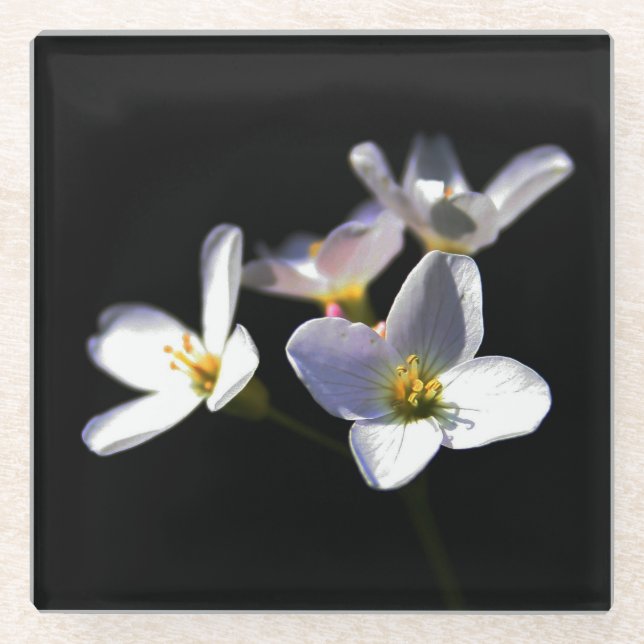 Cardamine Pratensis Flowers coastercna Glass Coaster (Front)