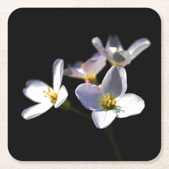 Cardamine Pratensis Flowers coastercna Square Paper Coaster (Front)