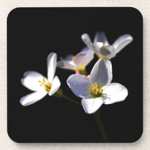 Cardamine Pratensis Flowers coastercnm Coaster