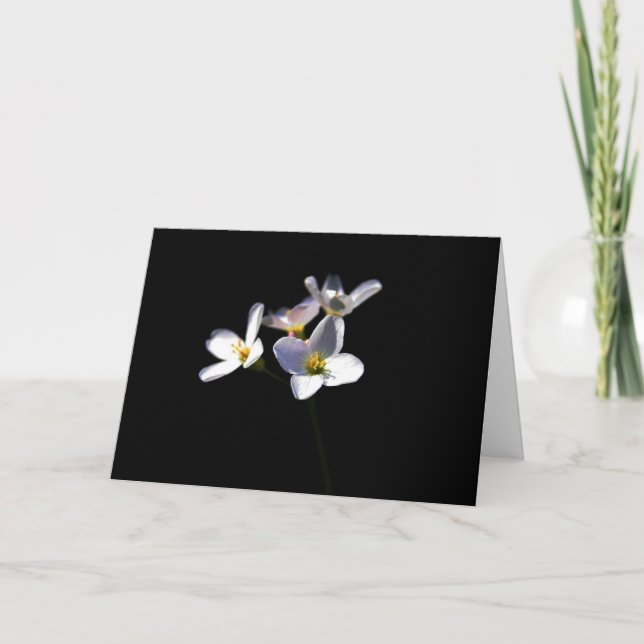 Cardamine Pratensis Flowers gca Card (Front)