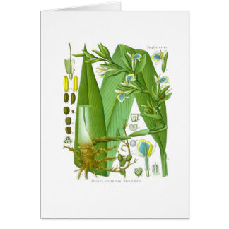 Cardamom