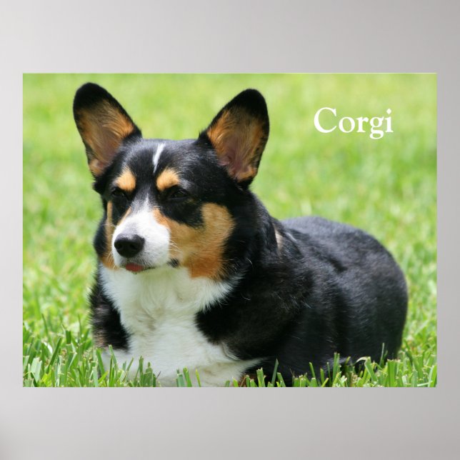 Cardigan Welsh Corgi Poster (Front)