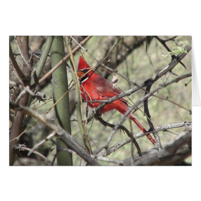 Cardinal (Front Horizontal)