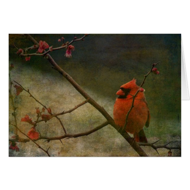 Cardinal (Front Horizontal)