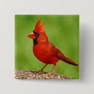 Cardinal 15 Cm Square Badge