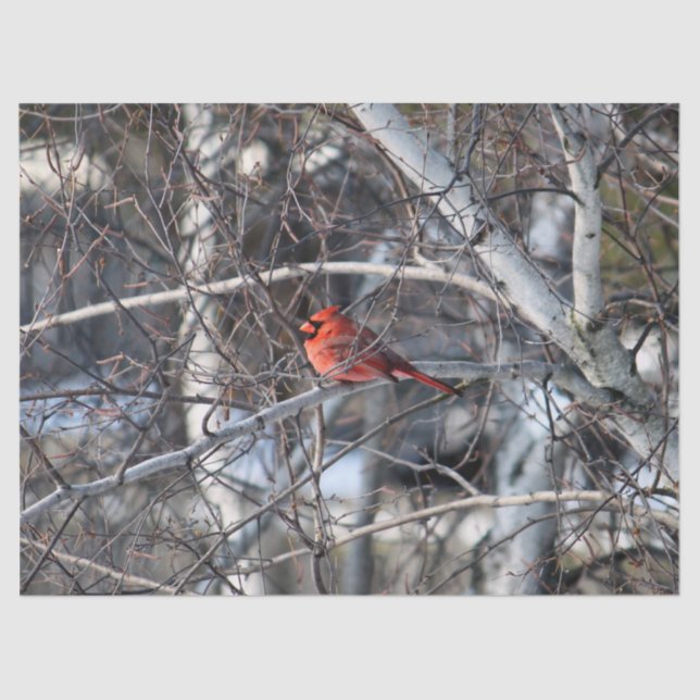 Cardinal 2926 Tissue Paper (Front)