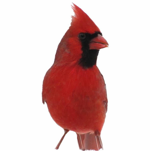 Cardinal Acrylic Sculpture Standing Photo Sculpture (Front)