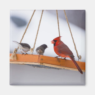 Cardinal and Juncos Magnet