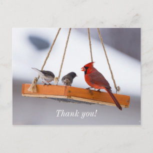 Cardinal and Juncos Postcard