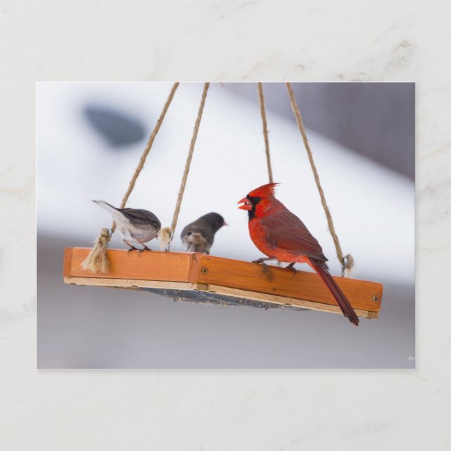 Cardinal and Juncos Postcard (Front)