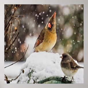 Cardinal And Sparrow In The Snow Poster
