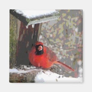 Cardinal at the Feeder Magnet