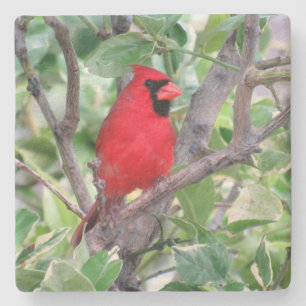 Cardinal - Backyard Bird Series -   Coaster