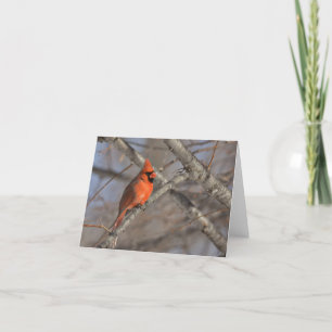 Cardinal bird blank notecard. thank you card