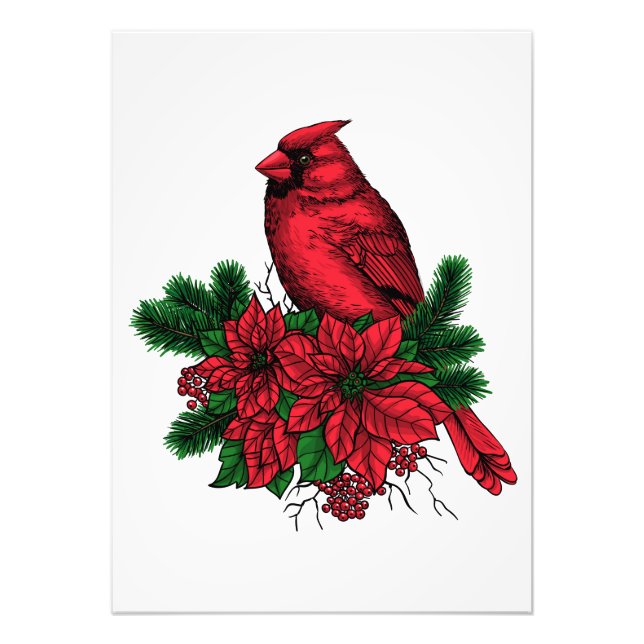 Cardinal bird, Christmas illustration Photo Print (Front)