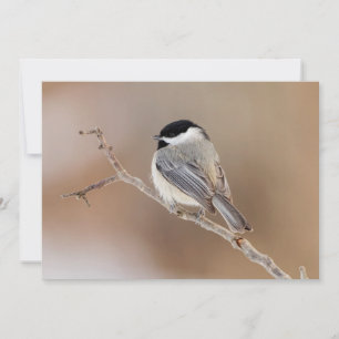 Cardinal Bird in Winter Holiday Card