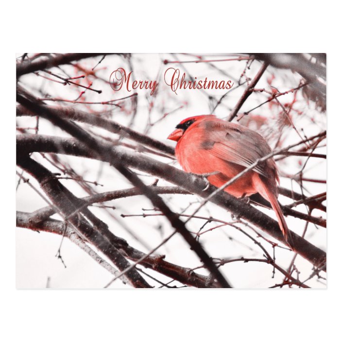 Cardinal Bird Merry Christmas Wishes Postcard | Zazzle.co.uk