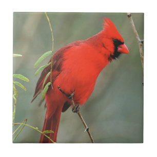 Cardinal Bird Photo Tile