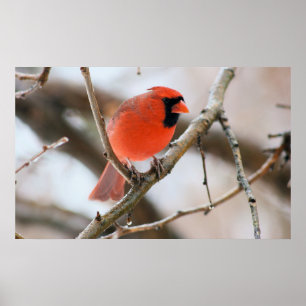 Cardinal Bird Poster