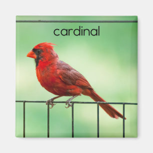 Cardinal Bird Refrigerator Magnet