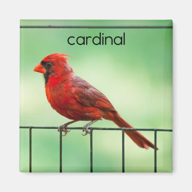 Cardinal Bird Refrigerator Magnet (Front)