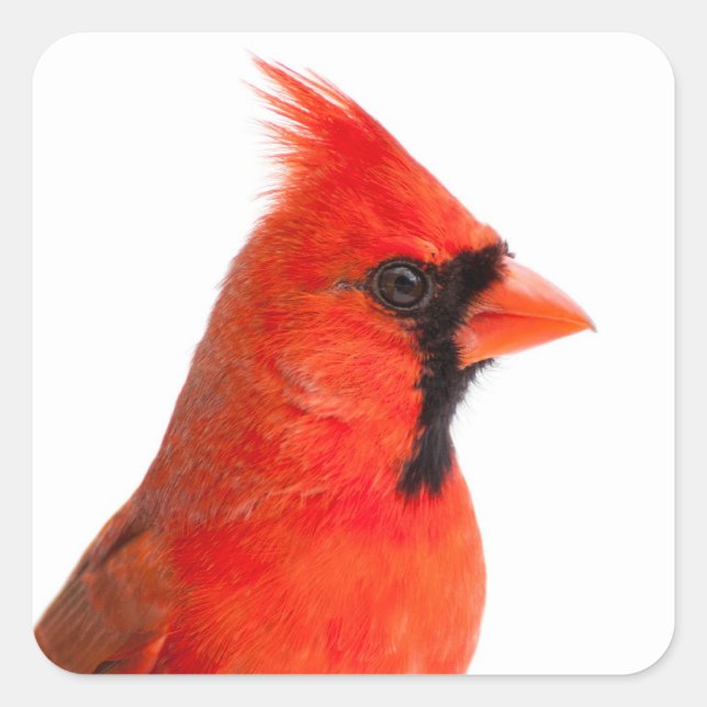 Cardinal Bird Square Sticker (Front)