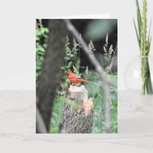 CARDINAL BIRTHDAY CARD