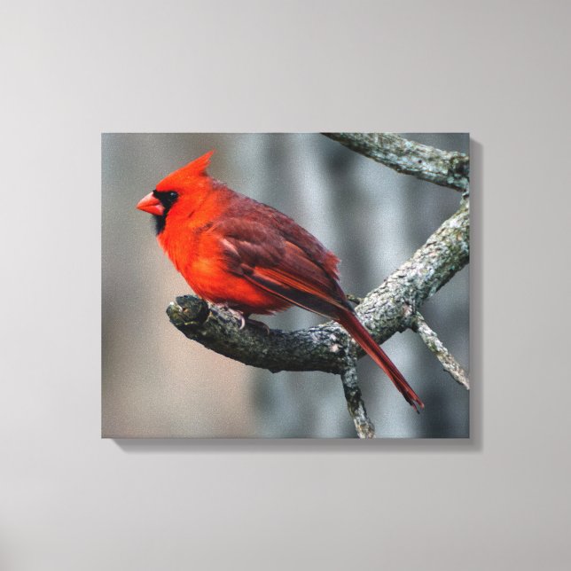 Cardinal Canvas Print (Front)