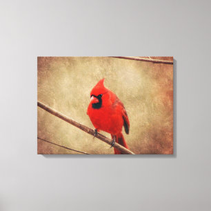 Cardinal Canvas Print