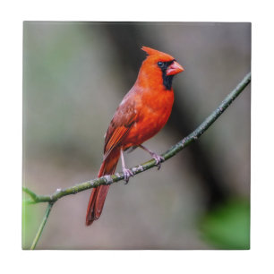 Cardinal Ceramic Photo Tile